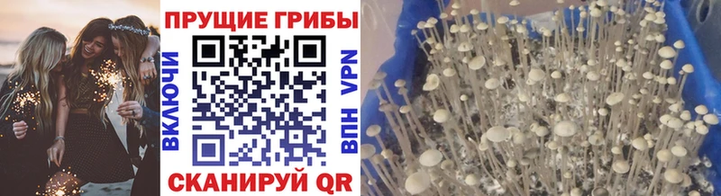 Псилоцибиновые грибы прущие грибы  Купить закладки  Шарыпово 