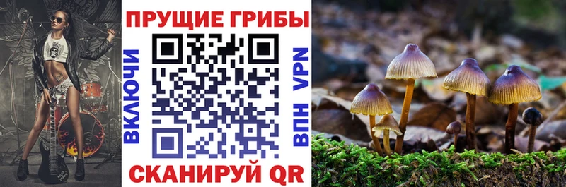 Псилоцибиновые грибы Cubensis Шарыпово